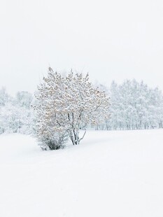 冬日雪景中的孤树