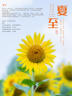 夏至日向日葵绽放美景
