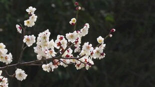 枝头绽放的美丽白色花朵