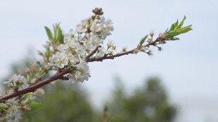 枝头绽放的白色花朵