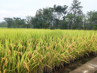 水稻