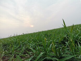 广袤绿野 尽显田园风光