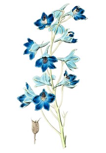 蓝色花卉植物插画