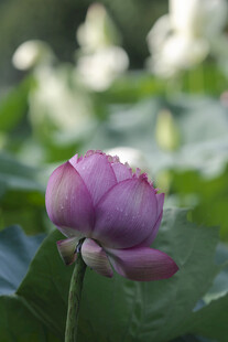 一朵娇艳红莲花