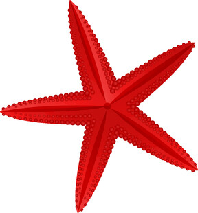 红色海星图案