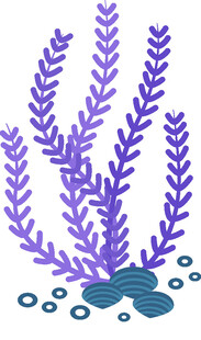 紫色海草插画