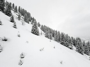 雪覆山坡上的茂密树林
