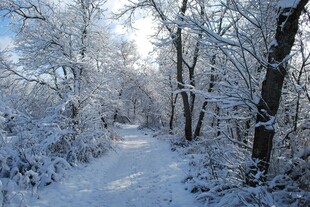 冬日雪覆林间小道
