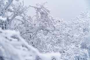 冬日雪景中银装素裹的树木