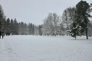 冬日雪景中的静谧树林