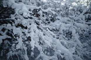 雪覆树枝的冬日美景