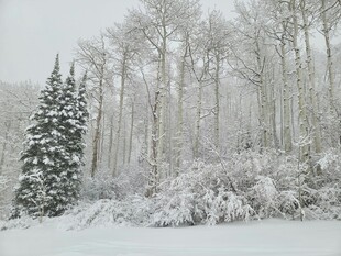 雪覆树林 孤松挺立