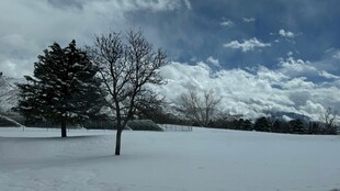 冬日雪景中的树木