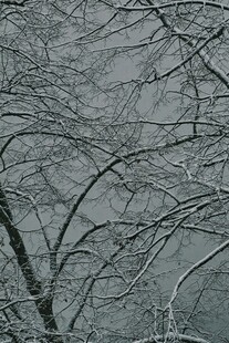 雪覆树枝的冬日景象