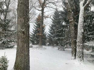 冬日雪覆树林静谧景象