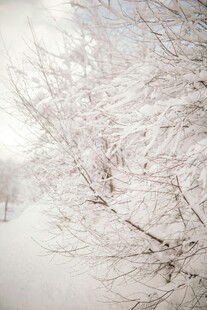 冬日雪景中银白的树枝