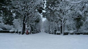 雪覆树林的冬日静谧景象