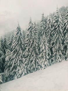 雪覆松林的冬日美景