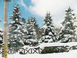 冬日雪景中的树木与围栏