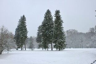 冬日雪景中的挺拔松树