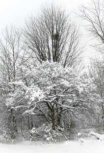 雪覆树木的冬日景致