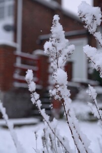 雪覆枝丫的冬日景致