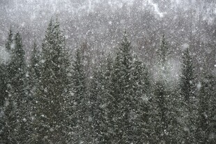 大雪纷飞中的茂密森林