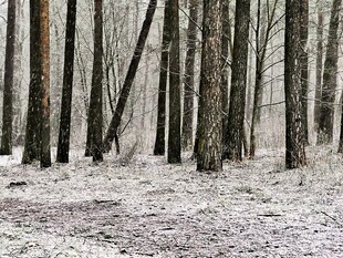 雪覆树林冬日静谧景象