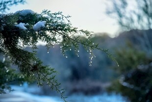 雪覆松枝的冬日景致