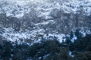 雪山下的茂密森林