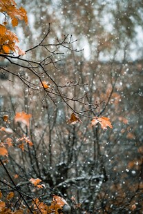 秋日枝头残叶萧瑟景象