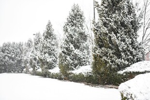 雪覆树木的冬日美景