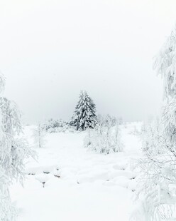 冬日雪景中的孤树