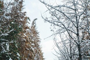 冬日雪景中的树木景观