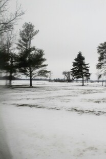 冬日雪景中的树木景观