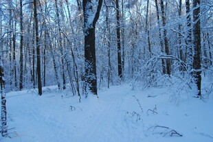 冬日雪覆森林美景