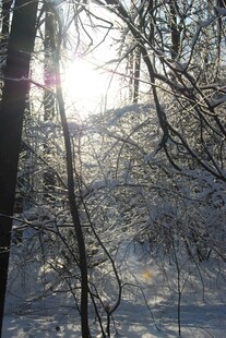 冬日雪林阳光洒落美景