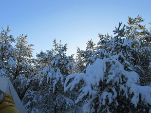 雪覆树木的冬日美景
