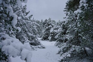雪覆林间小道