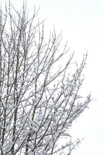 枝头覆雪的冬日树木景象