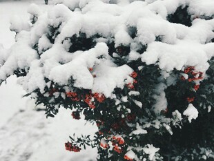 雪覆红果的冬日美景
