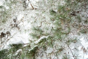 雪覆松枝美景