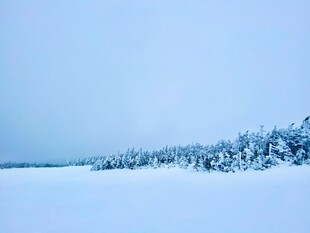 冬日雪景中的雪覆树木