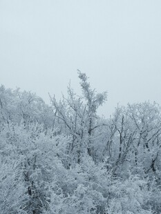 雪覆树林 冬日静谧景致