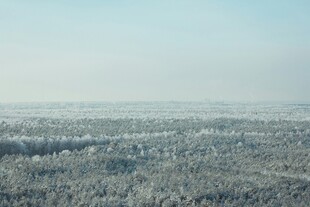 冬日雪覆森林全景