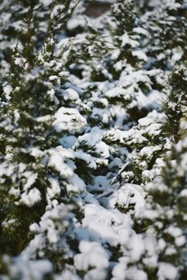 雪覆松枝