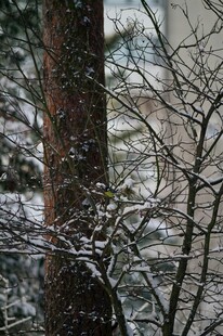雪覆树枝的冬日景象