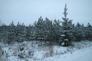 冬日雪覆松林美景