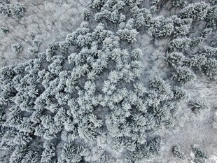 冬日雪景中的茂密树林