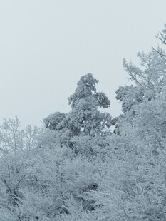 雪覆树林的冬日美景